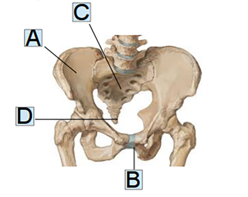 Muscoli del bacino anatomia