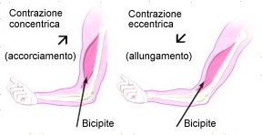 Allenamento eccentrico e prevenzione dei danni muscolari