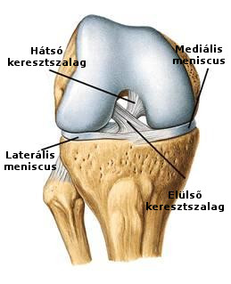 térd térségében lévő ligamentum törése)