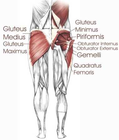 muscoli glutei gambe