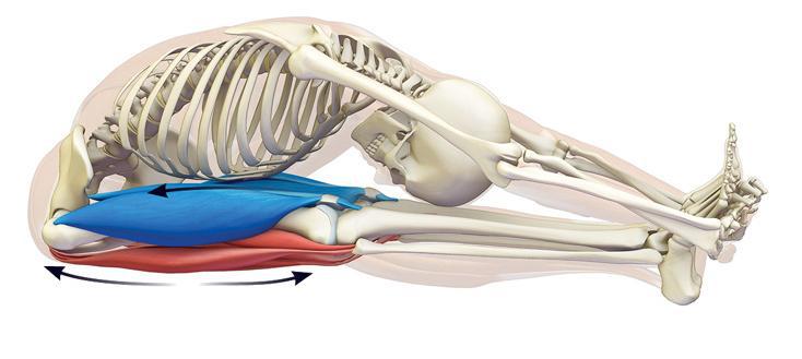 stretching muscoli gambe